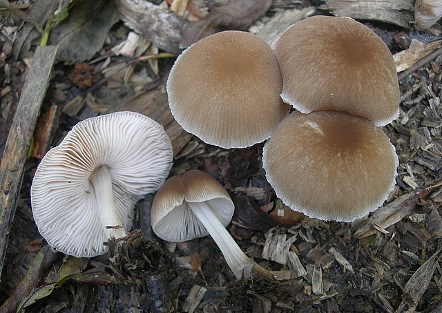 Pluteus  depauperatus     Romagnesi